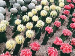 -南山植物园
