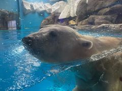 -海合安武汉极地海洋公园