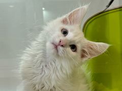 -青奢宠物·青奢猫舍