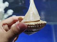 -贝壳王国博物馆