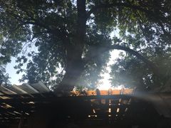 -张家油条