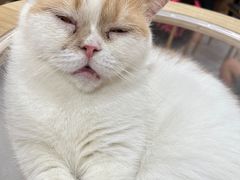 -喵园·猫主题咖啡厅·撸猫·猫咖(国贸店)