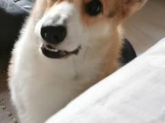 -纳吉亚猫专科动物医院(康都外科中心)