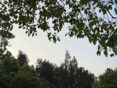 -广东惠东海龟国家级自然保护区