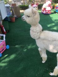 -萌宠亲子动物乐园(槐房万达店)