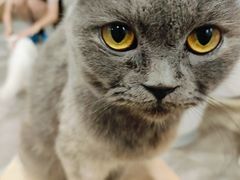 -楼上猫咖(罗湖店)