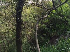 iphone_upload_pic-灵岩山风景区