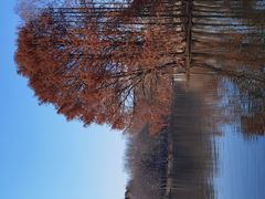 -上海共青森林公园