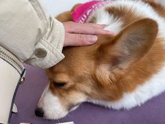 -怪兽屋·羊驼·猫咖·狗咖(俊华广场店)