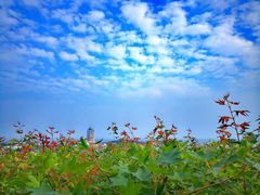 -青岛海滨风景区小鱼山