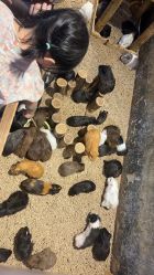 -酷嗒动物文化乐园(cutezoo西溪乐天城店)