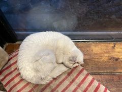 -猫小院猫主题餐厅(南锣旗舰店)