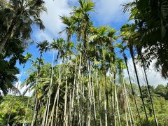 -中国科学院西双版纳热带植物园