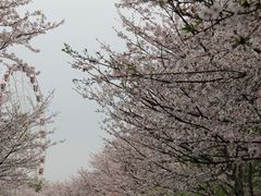 -顾村公园