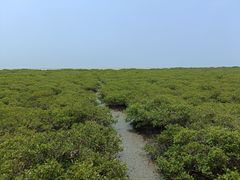 -北海金海湾红树林生态旅游区