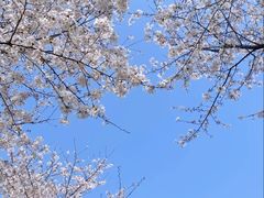 -上海辰山植物园