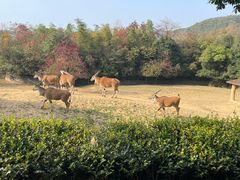 -杭州野生动物世界