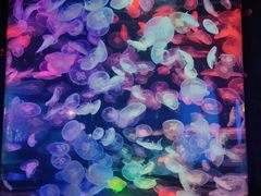 -合肥海洋世界
