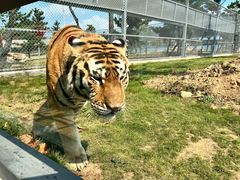 -西霞口神雕山野生动物世界