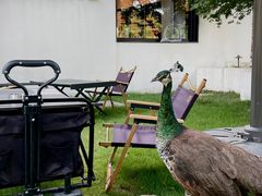 -J Create城市露营咖啡·简餐·宠物(上海动物园店)