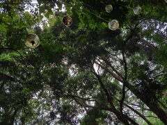 -广西壮族自治区药用植物园