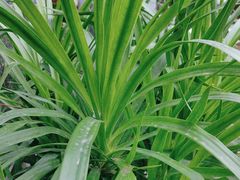 -墨脱石锅椰子鸡•香草鸭•东山羊(大东海店)