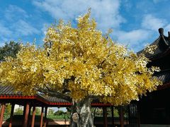 -广东圆玄道观