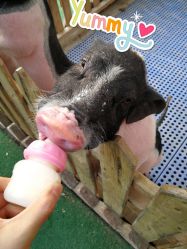 -萌宠亲子动物乐园(槐房万达店)