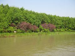 -大湾区中央湿地公园