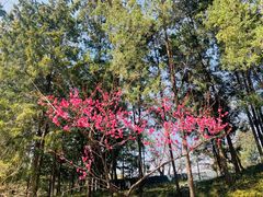 -圆明园停车场