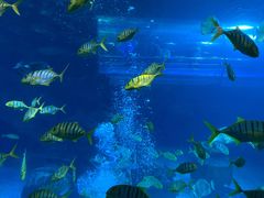 -太平洋海底世界