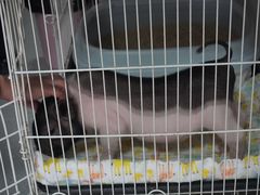 -我爱猫咪·猫咖·狗咖·安哥拉兔·羊驼咖(小寨华旗店)