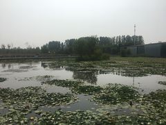 -微山湖红荷湿地景区