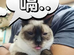 -猫小院猫主题咖啡厅(北锣店)