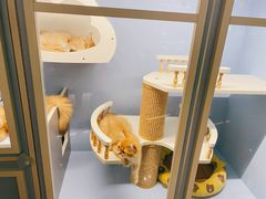 -中环花鸟鱼虫市场