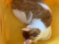 -中农国际动物医院24小时·猫科·骨科·急重症中心