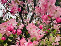 -上海共青森林公园