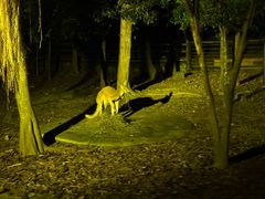 -清迈夜间动物园