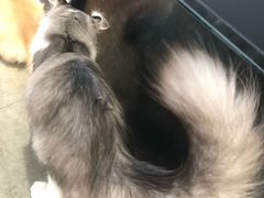 -瞄一喵猫咖(格力海岸店)
