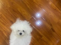 -帕帕拉兹宠物(亚洲旗舰店)