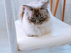 -喵的天空名猫咖啡馆·撸猫·猫舍·用品