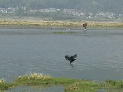 -腾冲北海湿地