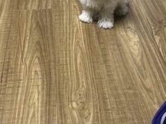 -喵宠乐园·撸猫互动·猫舍