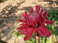 -中国科学院西双版纳热带植物园