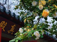 -青岛崂山太清宫