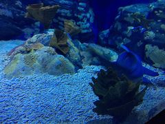 -烟台海昌鲸鲨海洋公园