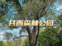-上海共青森林公园