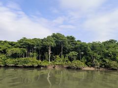 -东寨港红树林旅游区