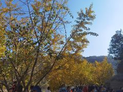 -千年银杏谷文化旅游区