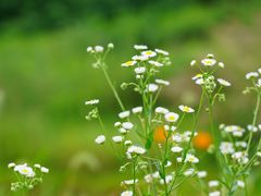 -洋湖国家湿地公园